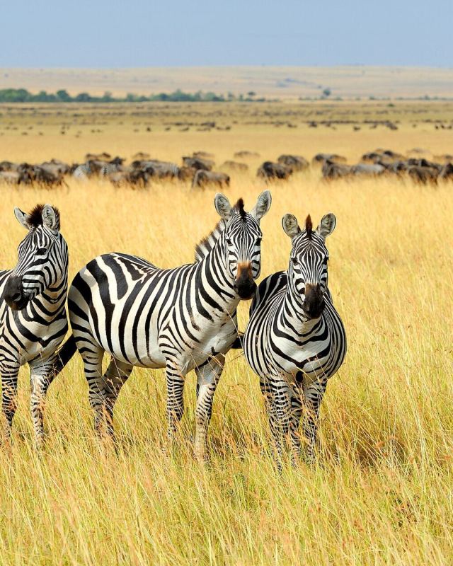Three zebras in Masai Mara National Park, Kenya