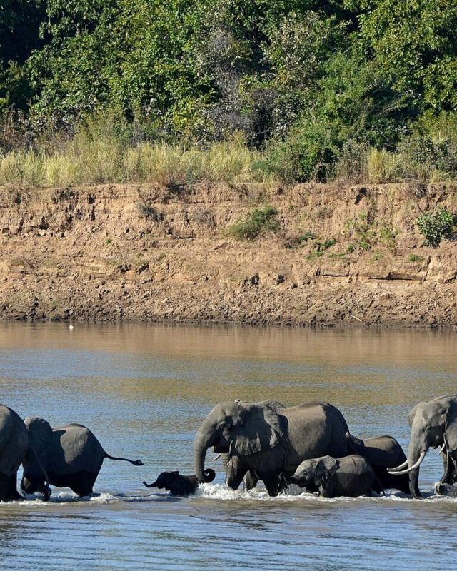 Loxodonta africana South Luangwa National Park (1)