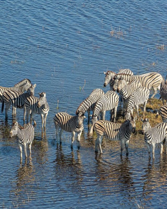 Cebras de Burchell (Equus quagga burchellii), vista aérea del delta del Okavango, Botsuana, 2018-08-01, DD 30