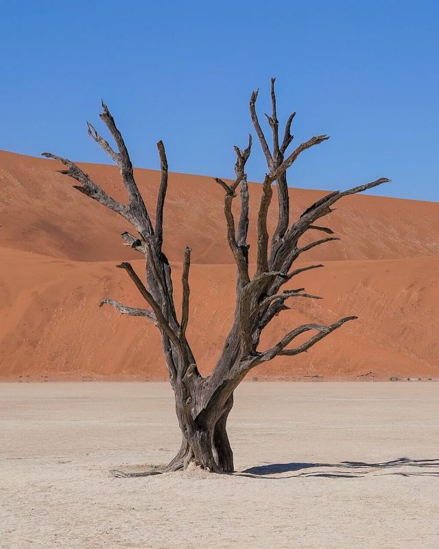 054e Dead camel thorn tree in Deadvlei Photo by Giles Laurent