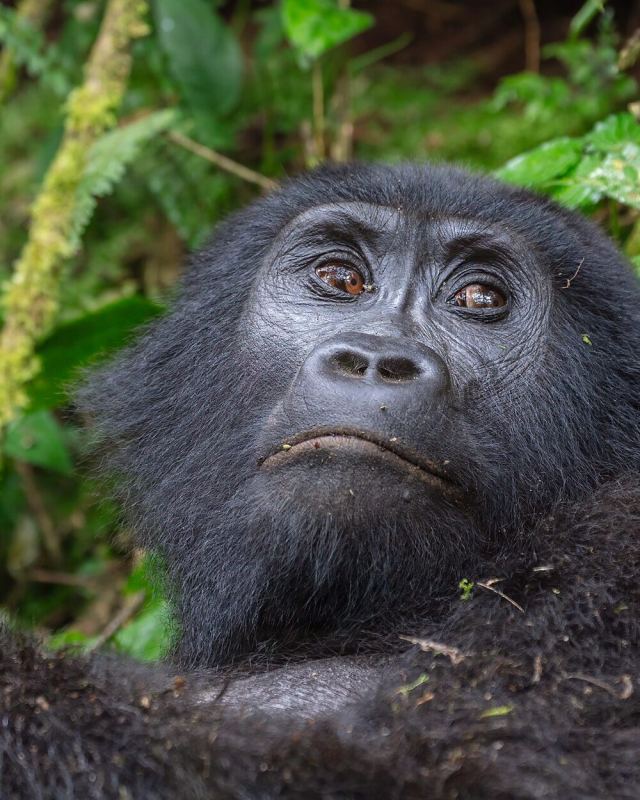 Gorila de montaña (Gorilla beringei beringei), parque nacional de la Selva Impenetrable de Bwindi, Uganda, 2024-02-02, D