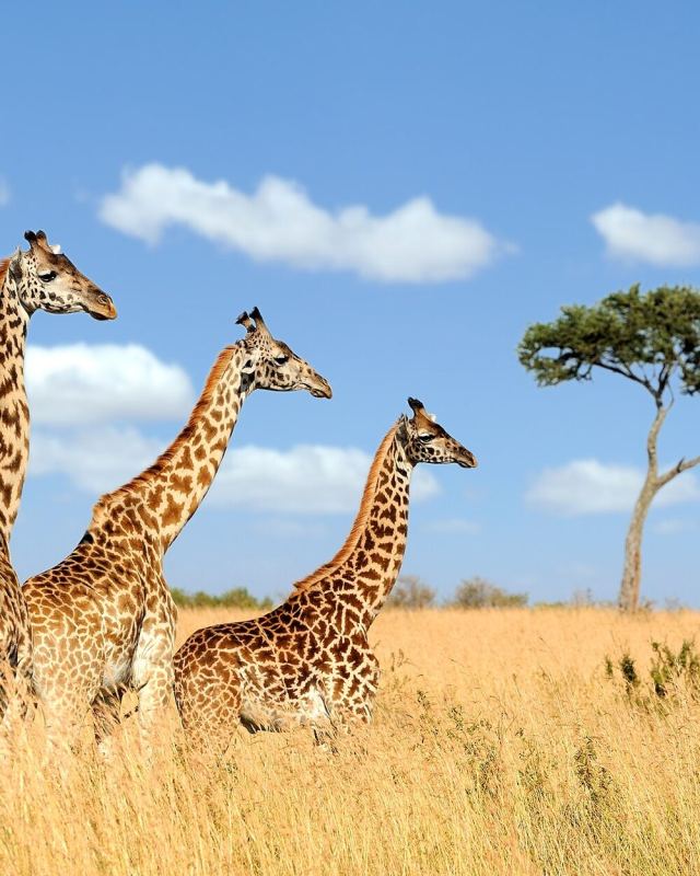 Three giraffes 01