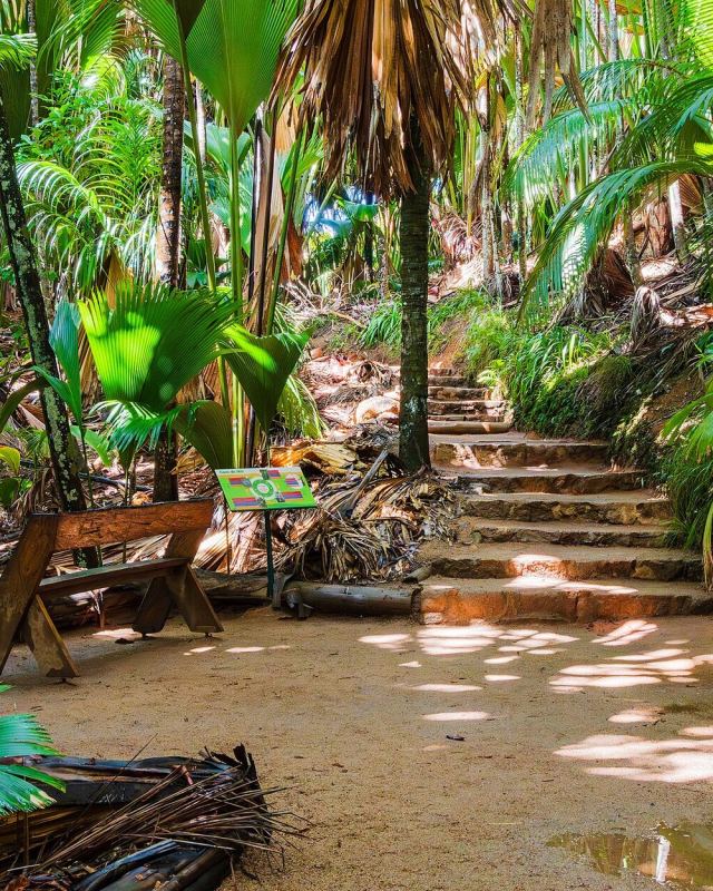 Vallée De Mai - National Park - Praslin - Seychelles - 03