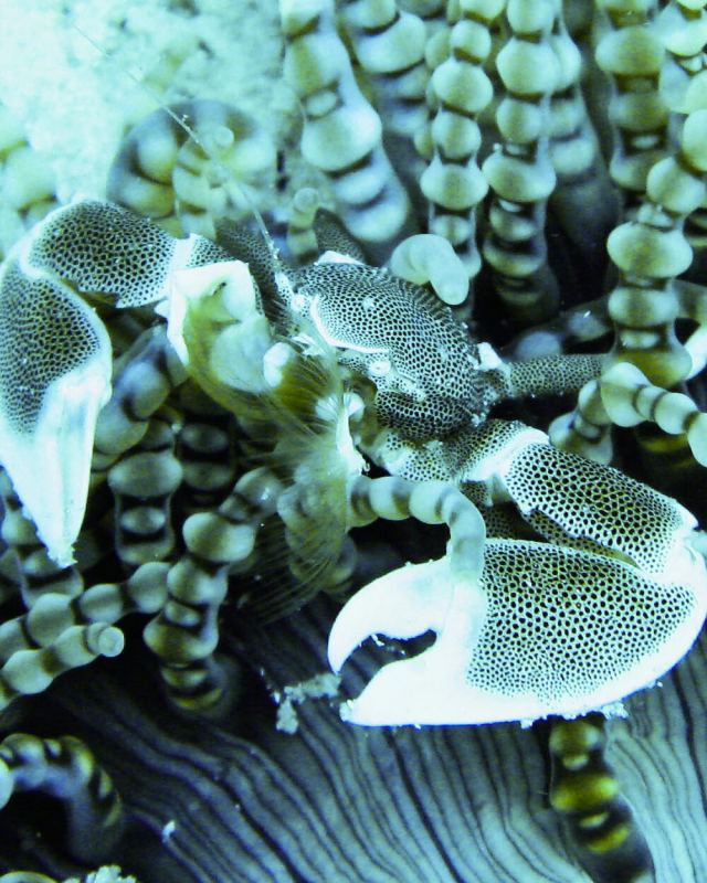 Mnemba Atoll
